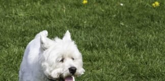 West Highland White Terrier